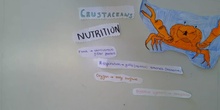 Crustaceans and echinoderms1ºA IES PAL 21-22