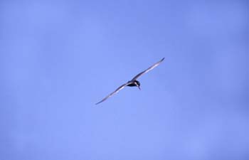 Fumarel cariblanco (Chlidonias hybridus)