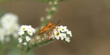 Chinche de escudo (Carpocoris fuscispinus)