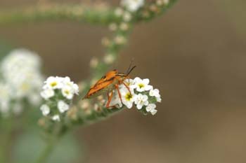 Chinche de escudo (Carpocoris fuscispinus)