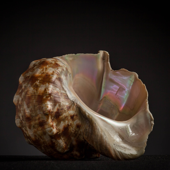 IES_CARDENALCISNEROS_CONCHAS_150