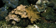 Corales cuero (Alcinoario)