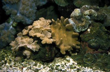 Corales cuero (Alcinoario)