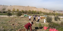 Plantación en el parque forestal de Valdebebas 2019 27