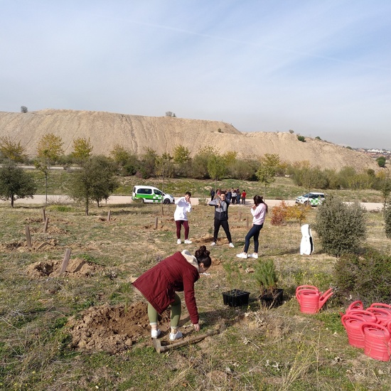 Plantación en el parque forestal de Valdebebas 2019 27