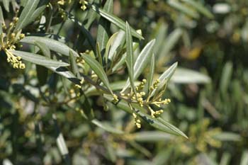 Olivo - Flor (Olea europaea)