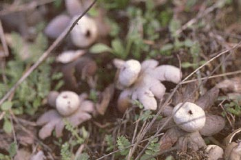 Estrella de tierra (Astraeus hygrometricus)