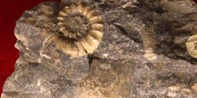 Ophioceras simplex (Nautilus) Silúrico