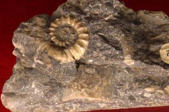 Ophioceras simplex (Nautilus) Silúrico