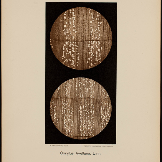IES_CARDENALCISNEROS_BOTÁNICA_II_LÁMINAS_049