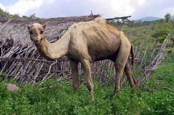 Dromedario, Rep. de Djibouti, áfrica