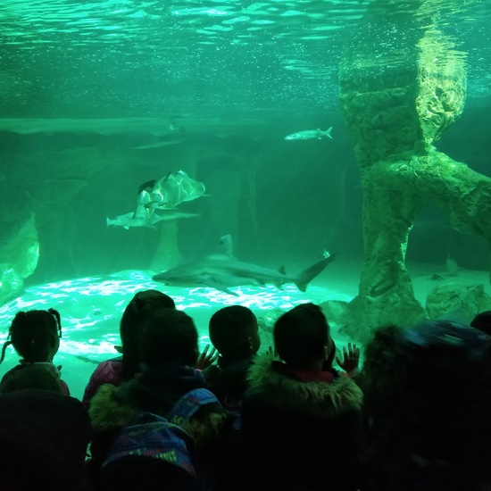 Visita al zoo 2019 31