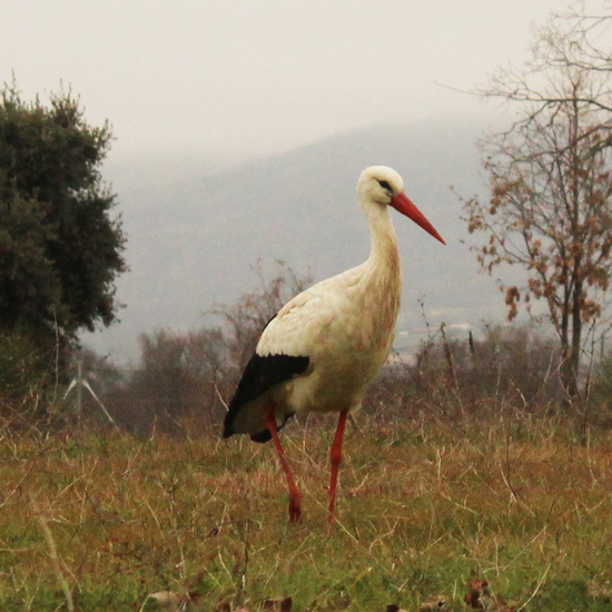 El vuelo del milano real 11