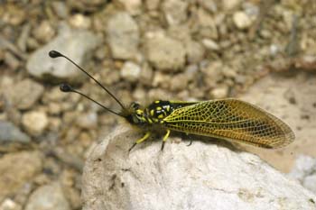 Ascaláfido o falsa libélula (Ascalaphus longicornis)