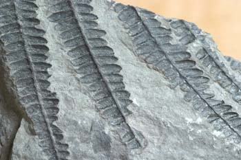 Pecopteris sp. (Helecho) Carbonífero