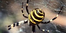 Araña cestera (Argiope bruennichi)