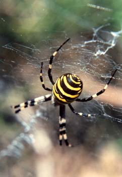 Araña cestera (Argiope bruennichi)