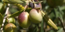 Olivo - Fruto (Olea europaea)