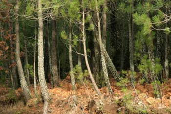 Pino resinero - Bosque (Pinus pinaster)