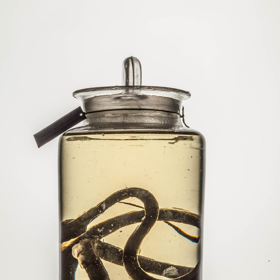 IES_CARDENALCISNEROS_CIENCIASNATURALES_260