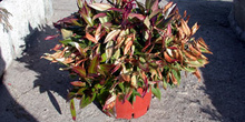 Leucothoe (Leucothoe fontanesiana)