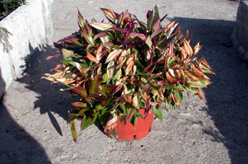 Leucothoe (Leucothoe fontanesiana)