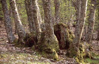 Castaño - Tronco (Castanea sativa)