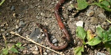 Lombriz de tierra (Lumbricus terrestris)