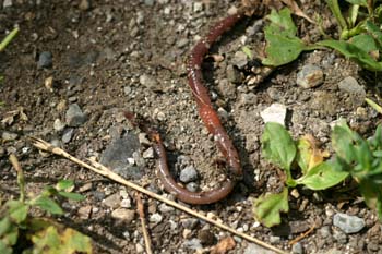 Lombriz de tierra (Lumbricus terrestris)