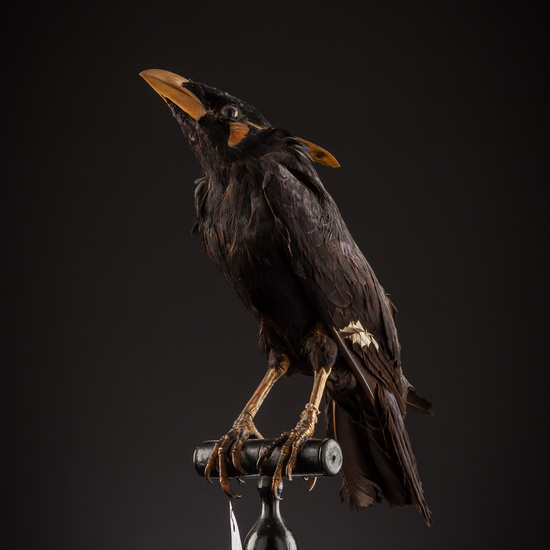 IES_SANISIDRO_BIOLOGIA_406