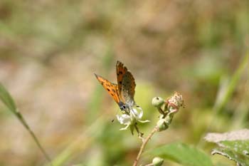 Manto púrpura (Heodes alciphron)