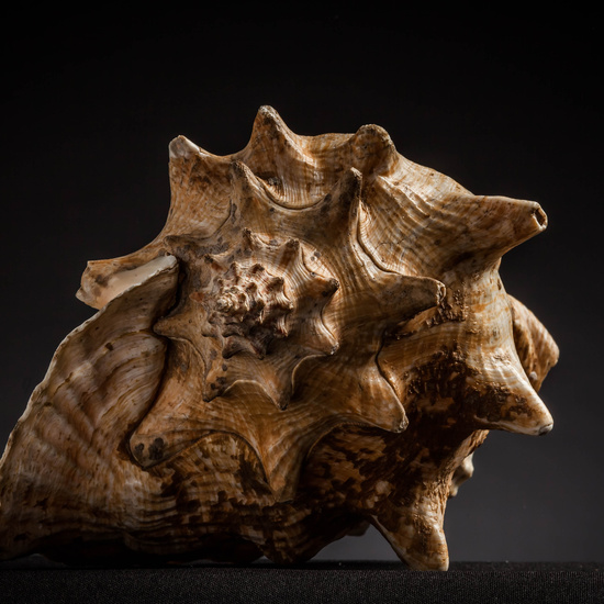 IES_CARDENALCISNEROS_CONCHAS_064