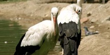 Cigüeña blanca (Ciconia ciconia)