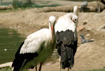 Cigüeña blanca (Ciconia ciconia)