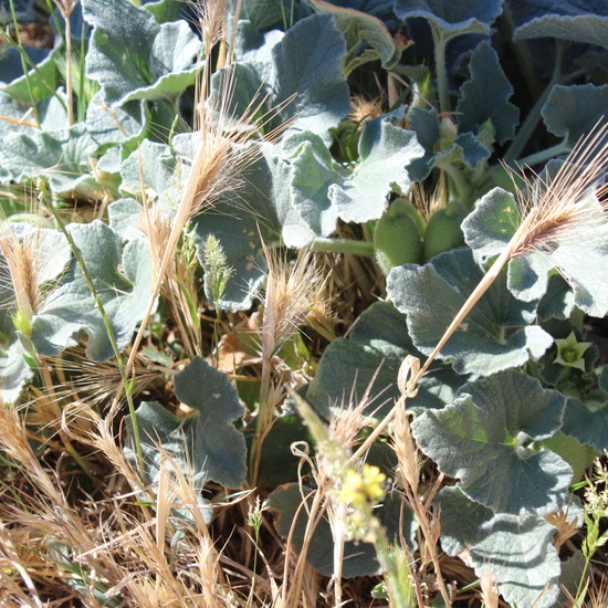 Ecballium elaterium (Pepinillo del diablo)