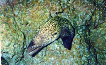 Morena (Muraena helena)