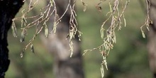 Aliso - Flor Masculina (Alnus glutinosa)