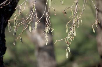 Aliso - Flor Masculina (Alnus glutinosa)