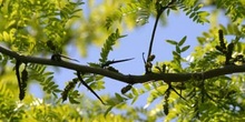 Acacia de tres espinas - Flor (Gleditsia triacanthos)