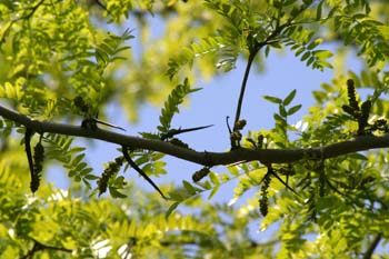 Acacia de tres espinas - Flor (Gleditsia triacanthos)
