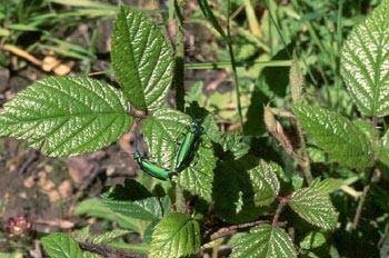 Mosca de España (Lytta vesicatoria)