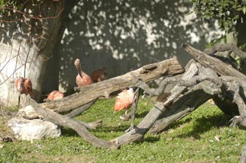 Garzas Rosadas