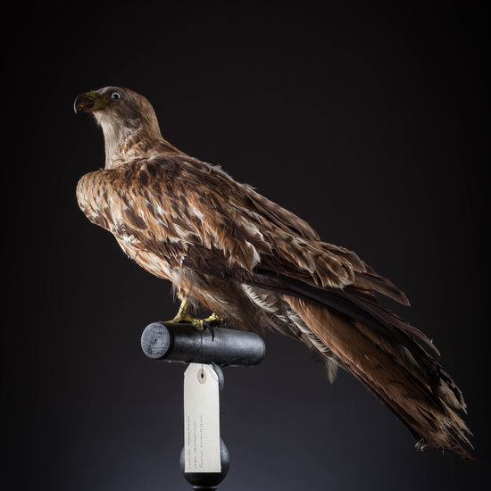 IES_SANISIDRO_MUSEO_Aves_063