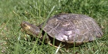 Galápago leproso (Mauremys leprosa)