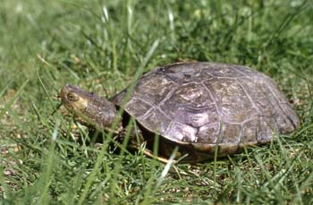 Galápago leproso (Mauremys leprosa)