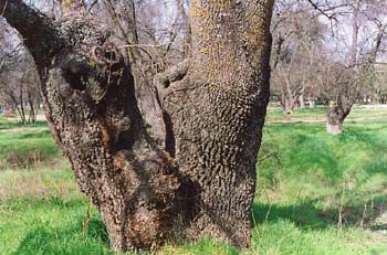 Fresno de hoja estrecha - Tronco (Fraxinus angustifolia)