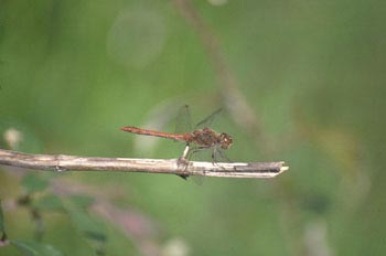 Libélula flecha roja (Sympetrum sanguineum)
