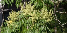 Fresno de hoja florido - Hoja (Fraxinus ornus)