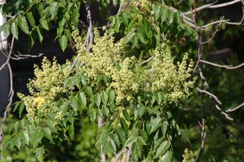 Fresno de hoja florido - Hoja (Fraxinus ornus)