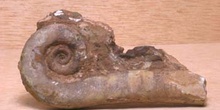 Lituites lituus (Nautilus) Ordovícico